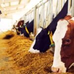 Dairy Farm Worker Jobs in Canada
